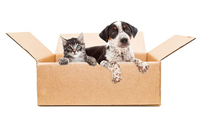 Pet Supplies