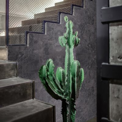 Coala Interior Film Stone
