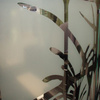 Oracal 8710 Dusted Glass Application 2